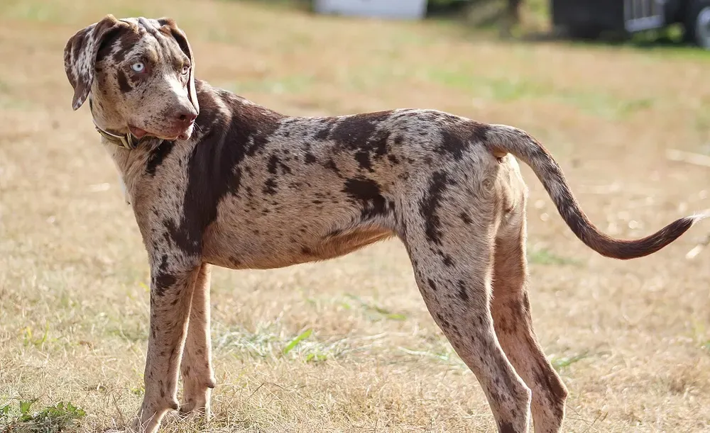 Catahoula Leopard Dog: foto 5