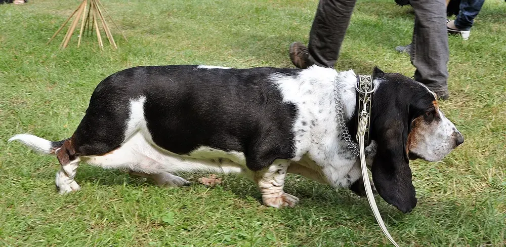 Basset hound: foto 5