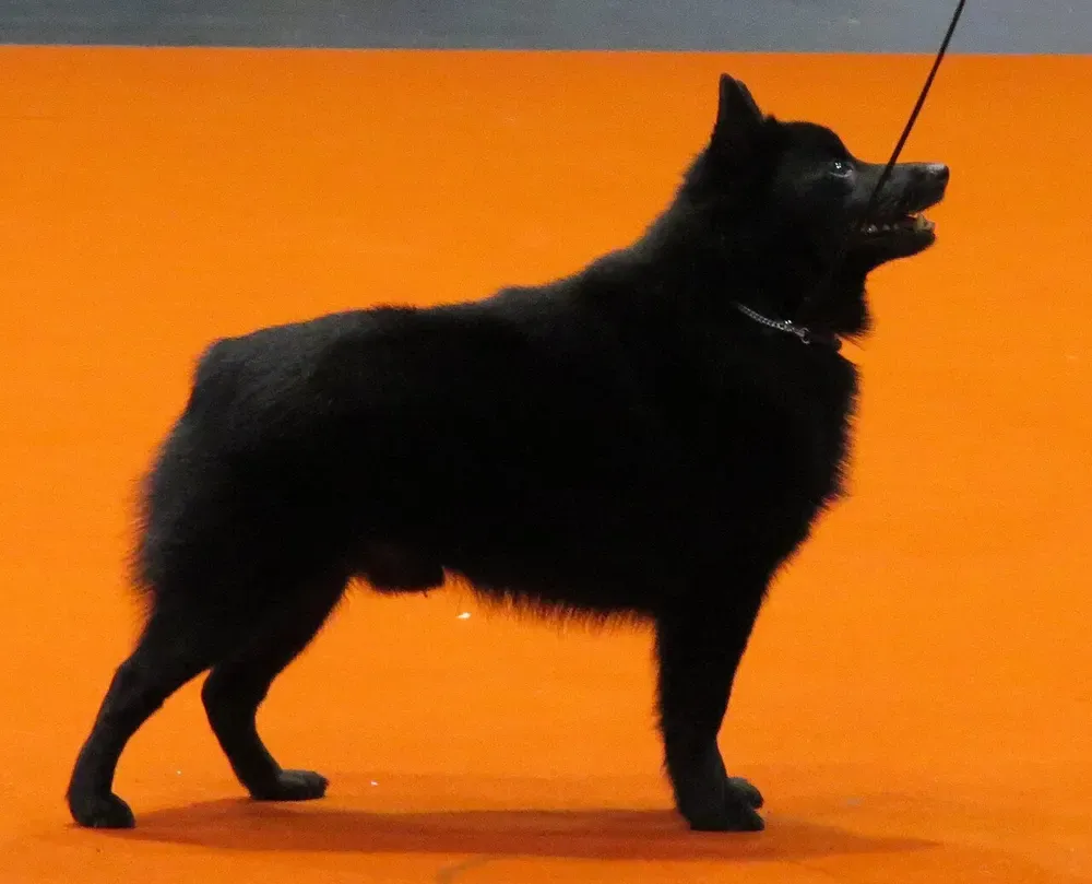 Schipperke: foto 5