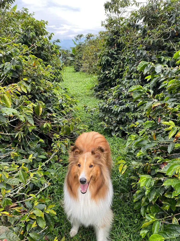 Collie de pelo largo: foto 5