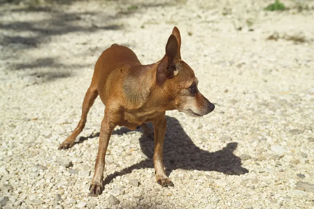 Pinscher miniatura: foto 5