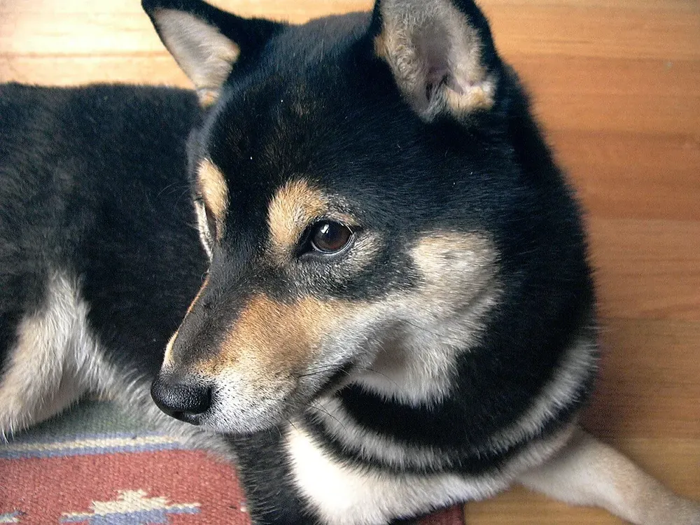 Shiba inu: foto 5