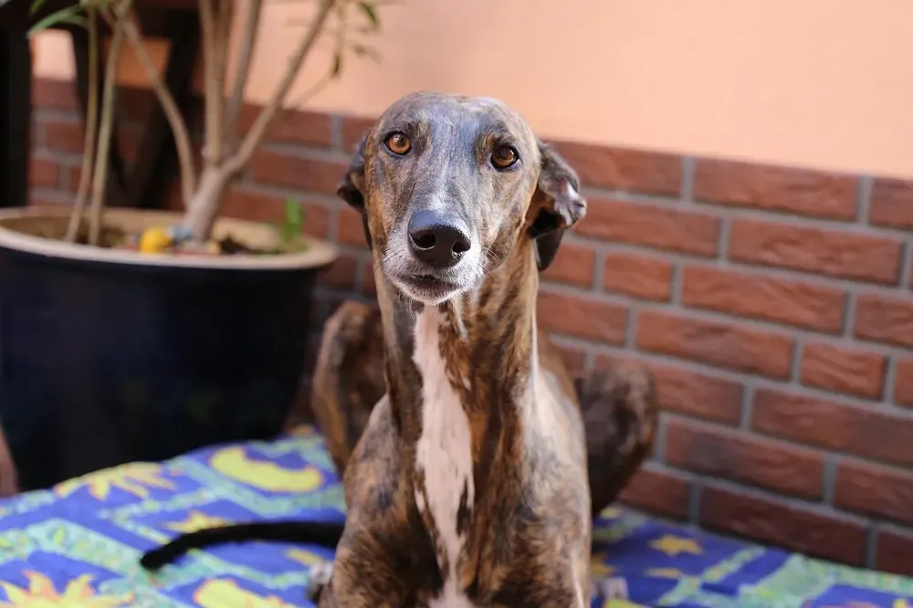 Galgo inglés (Greyhound): foto 5