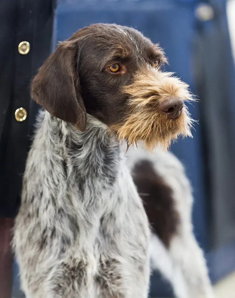 Braco alemán de pelo duro: foto 5