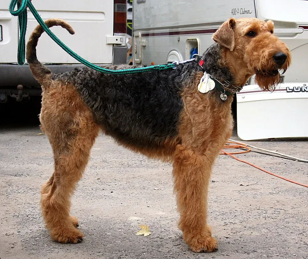 Airedale terrier: foto 5