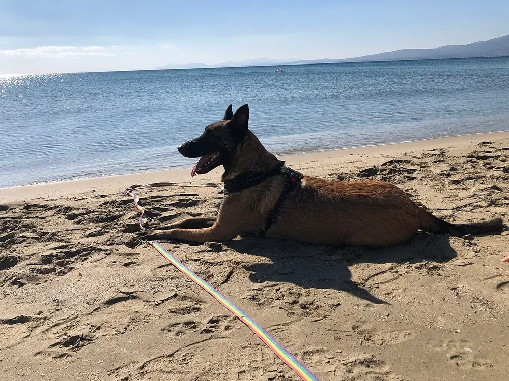 Pastor belga malinois: foto 5