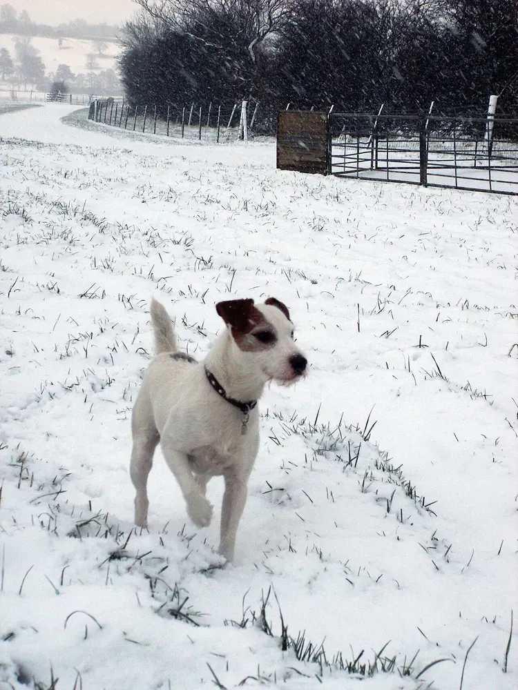 Parson Russell terrier: foto 5