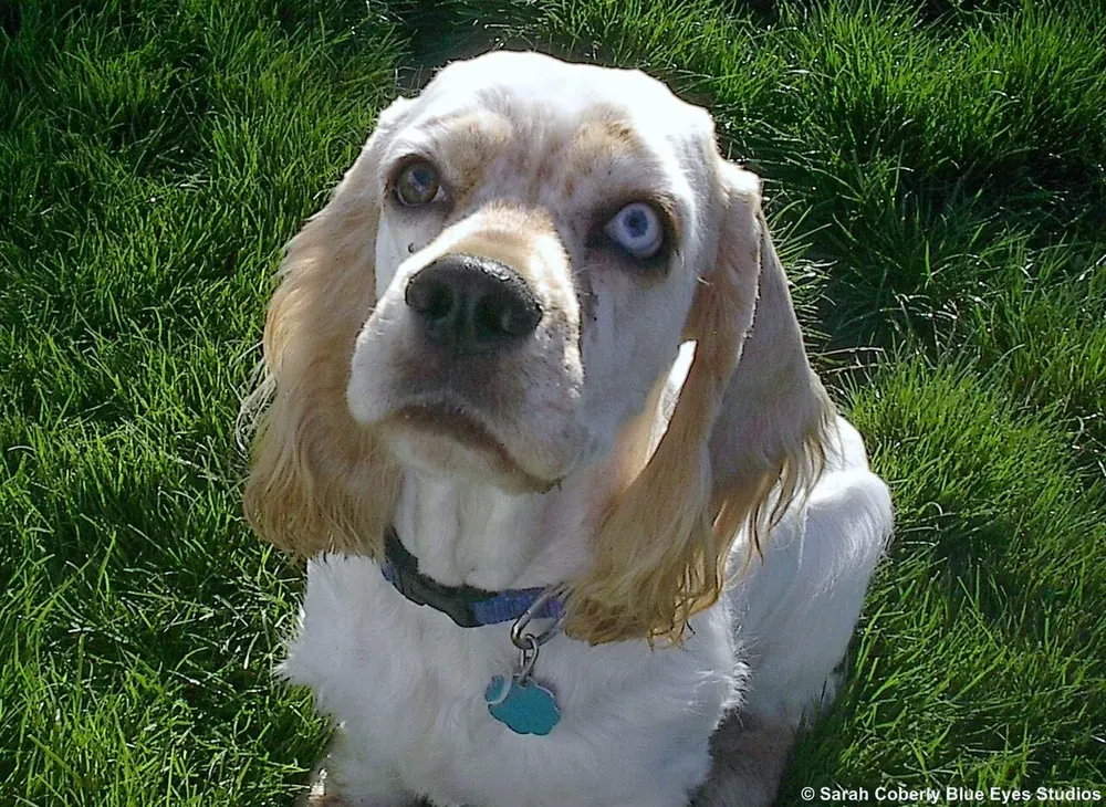 Cocker spaniel americano: foto 5