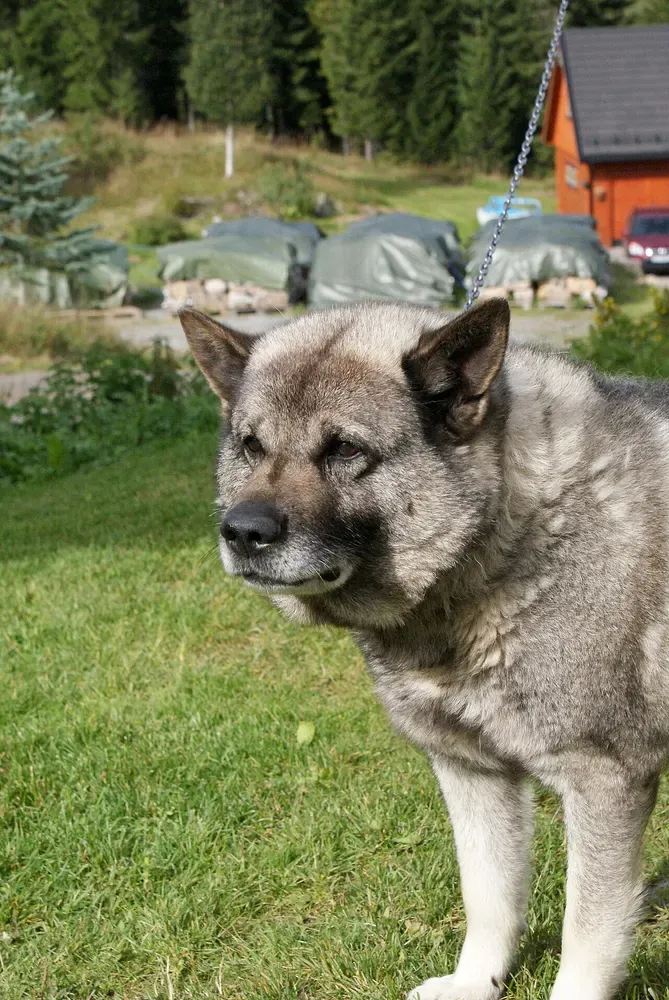 Cazador de alces noruego gris: foto 5