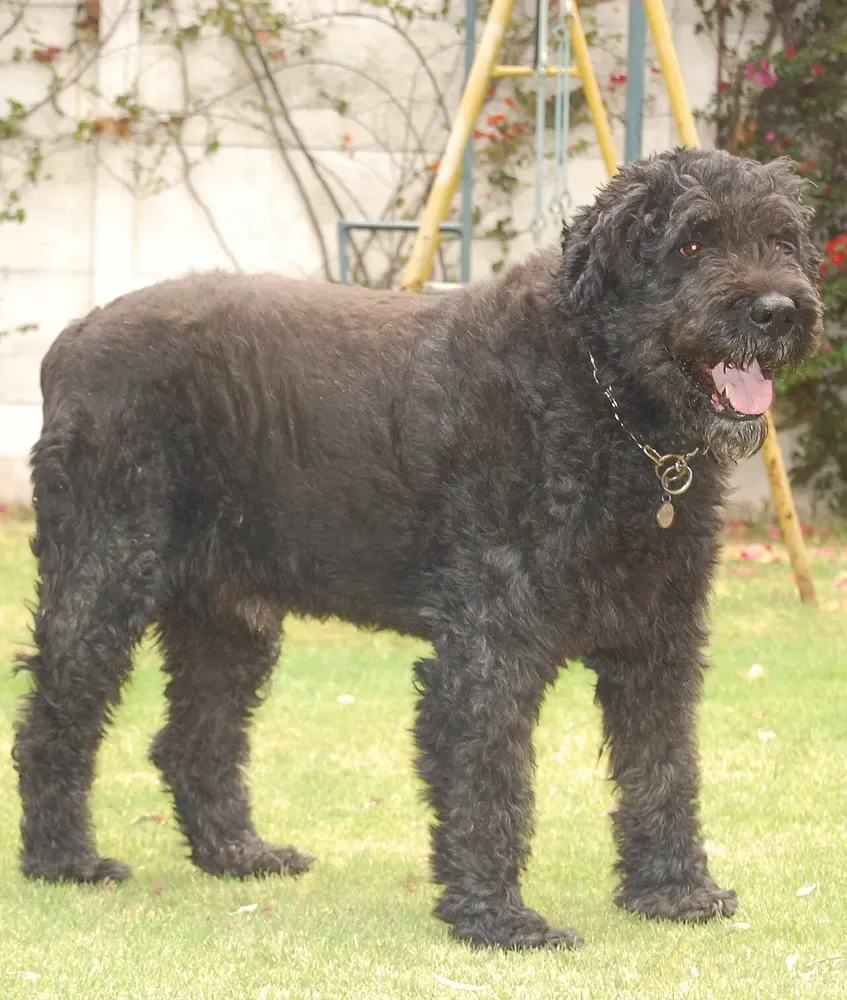 Boyero de Flandes: foto 5