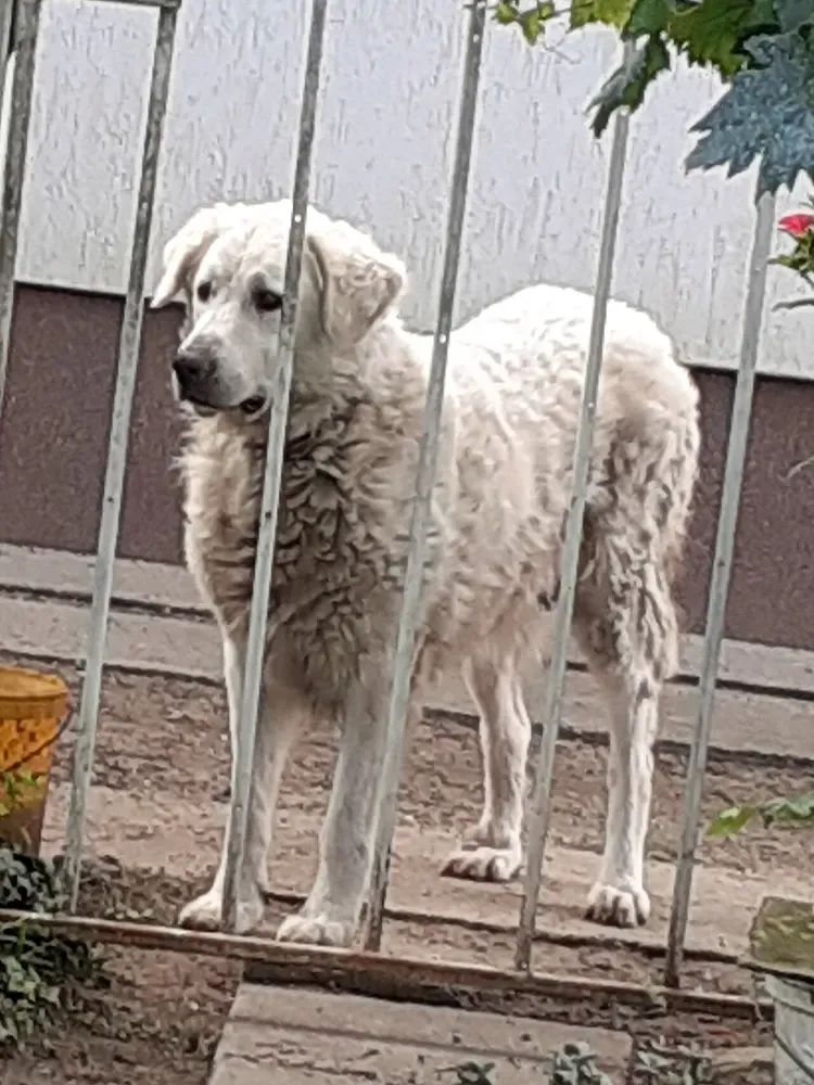 Kuvasz: foto 5