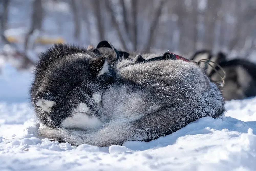 Husky siberiano: foto 5