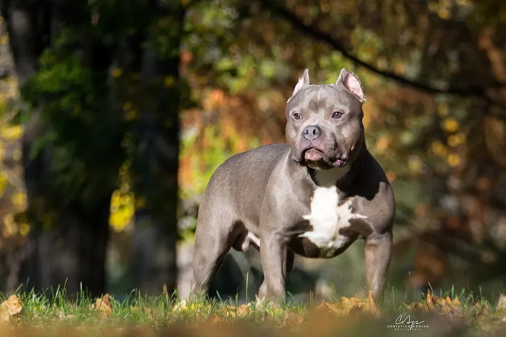 American bully: foto 5