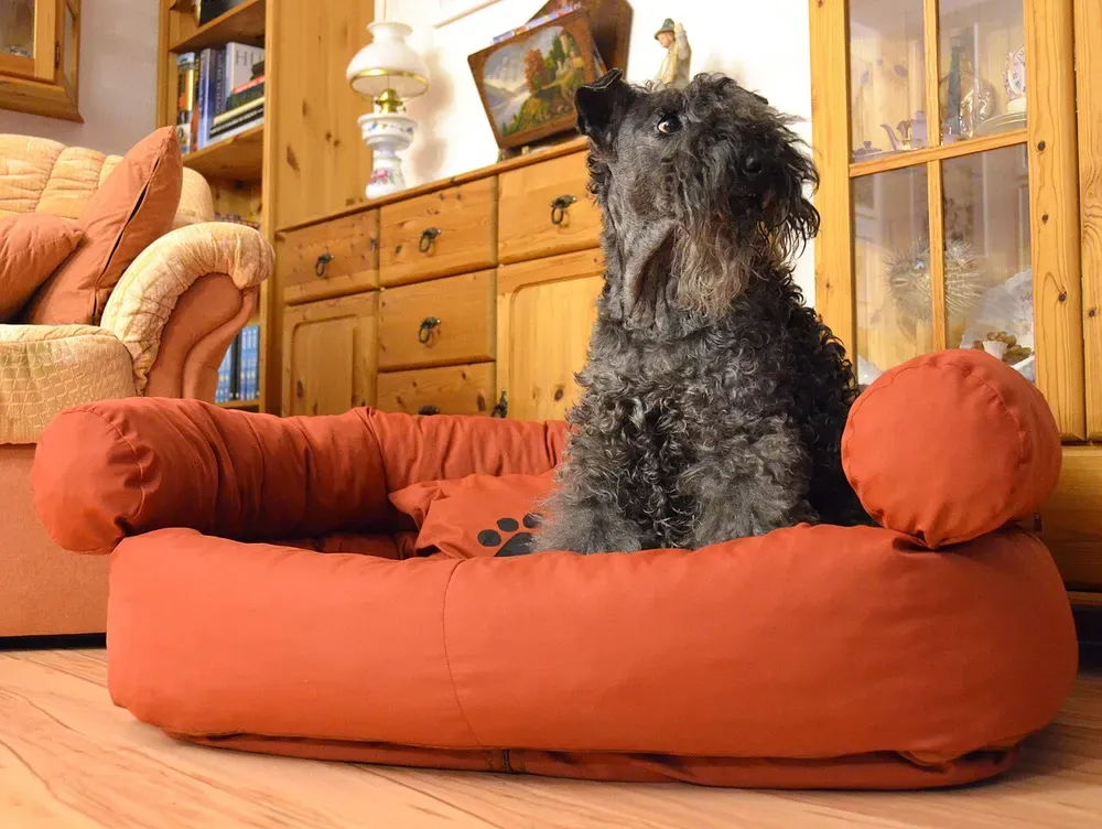 Kerry blue terrier: foto 5