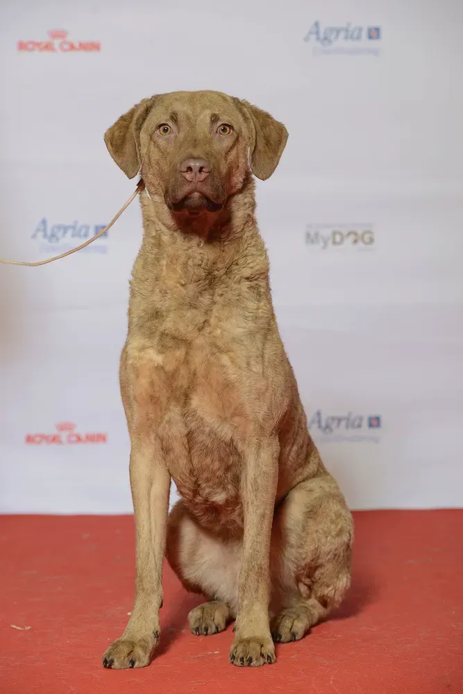 Chesapeake Bay retriever: foto 5