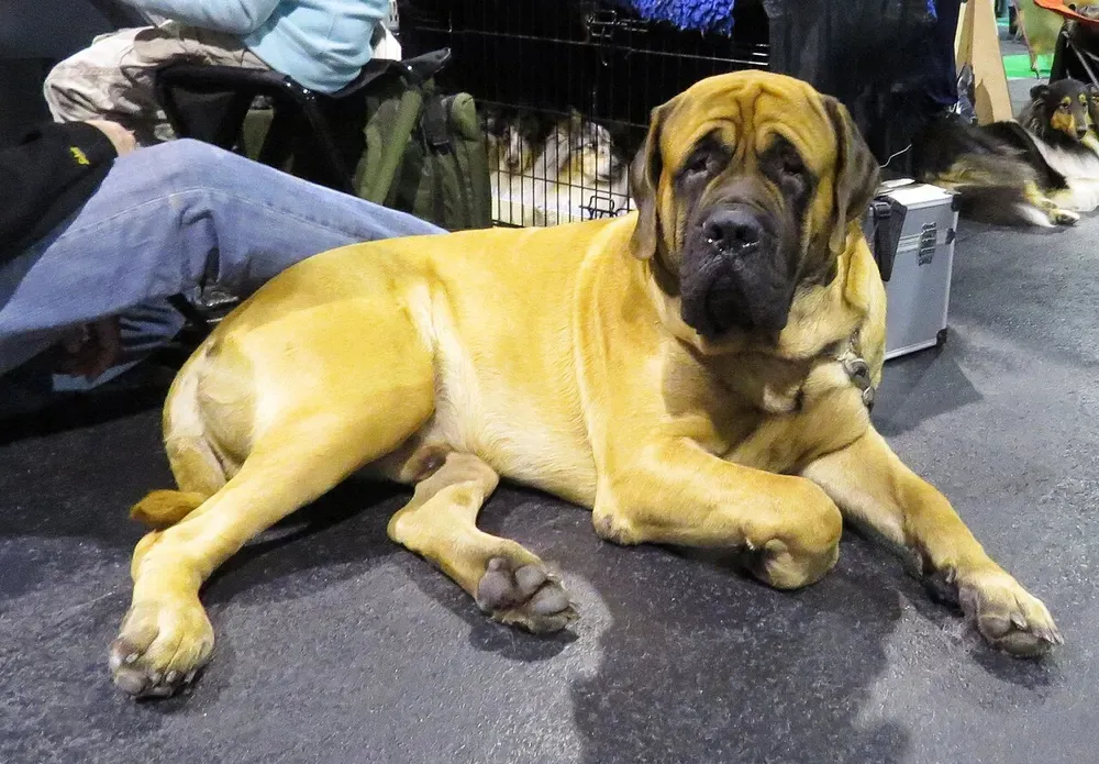Mastín inglés (Mastiff): foto 5