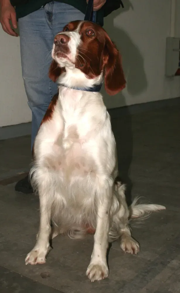 Setter irlandés rojo y blanco: foto 5