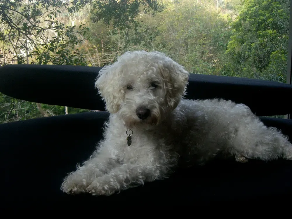 Schnoodle: foto 5