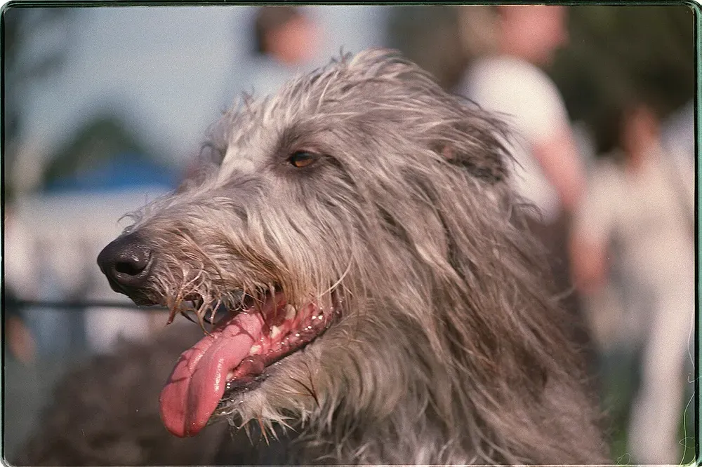 Lebrel escocés (Deerhound): foto 5