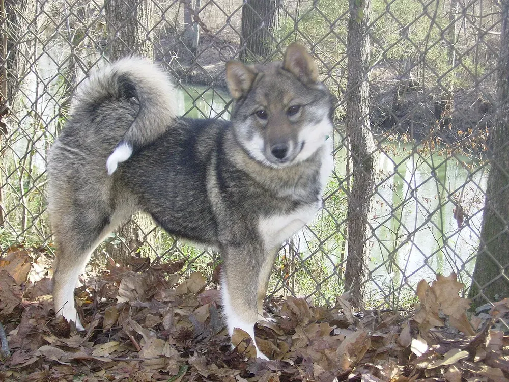 Laika de Siberia occidental: foto 5
