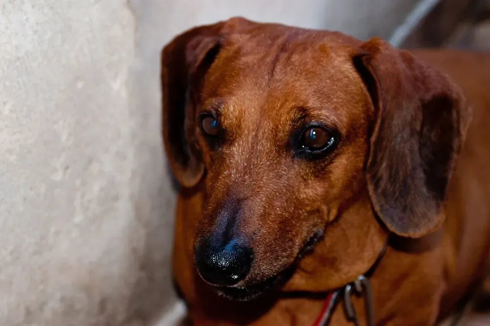 Teckel (perro salchicha): foto 5