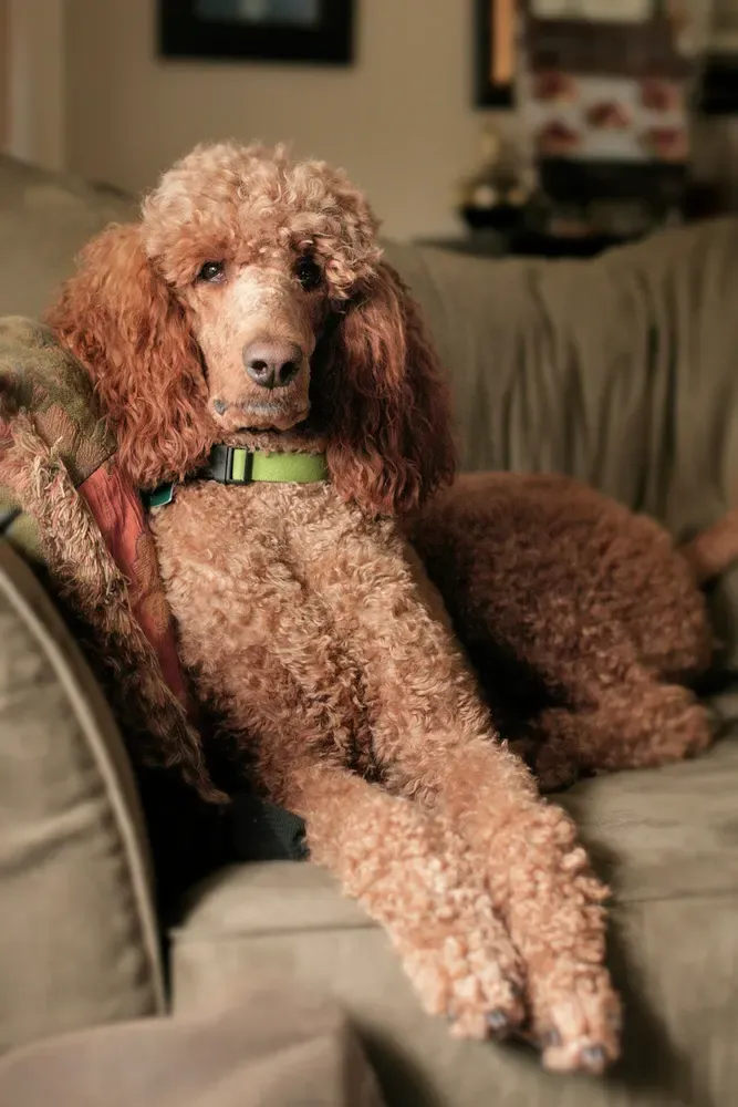 Caniche gigante: foto 5