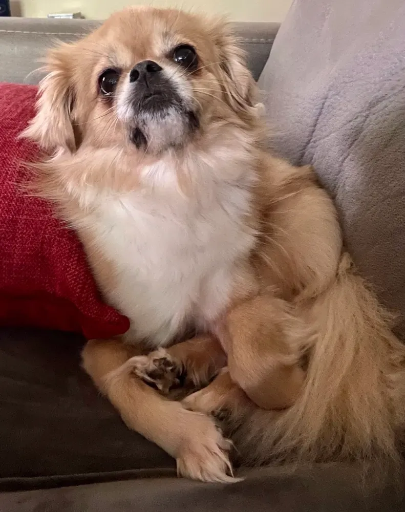 Spaniel tibetano: foto 5