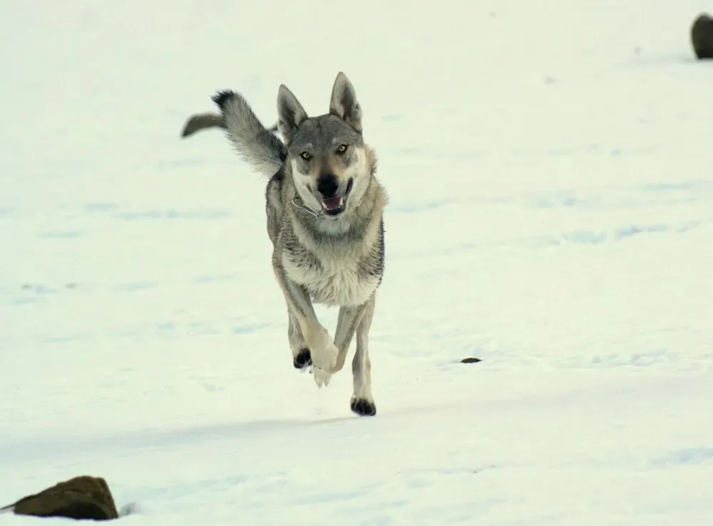 Perro lobo checoslovaco: foto 5