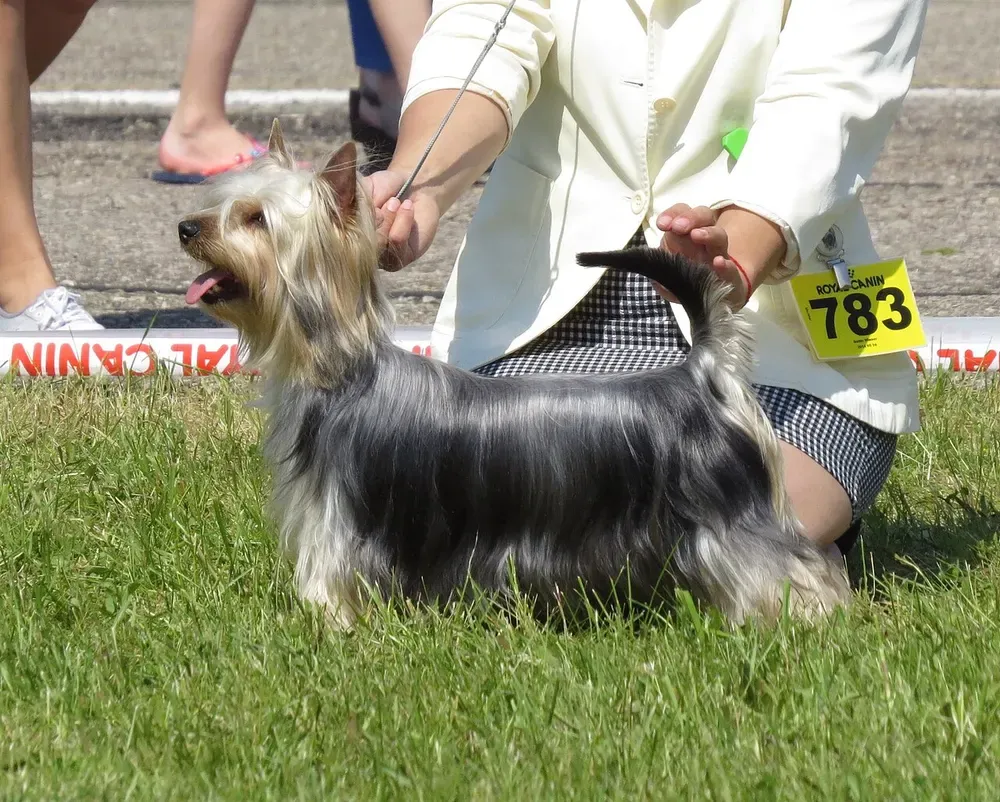 Silky terrier australiano: foto 5