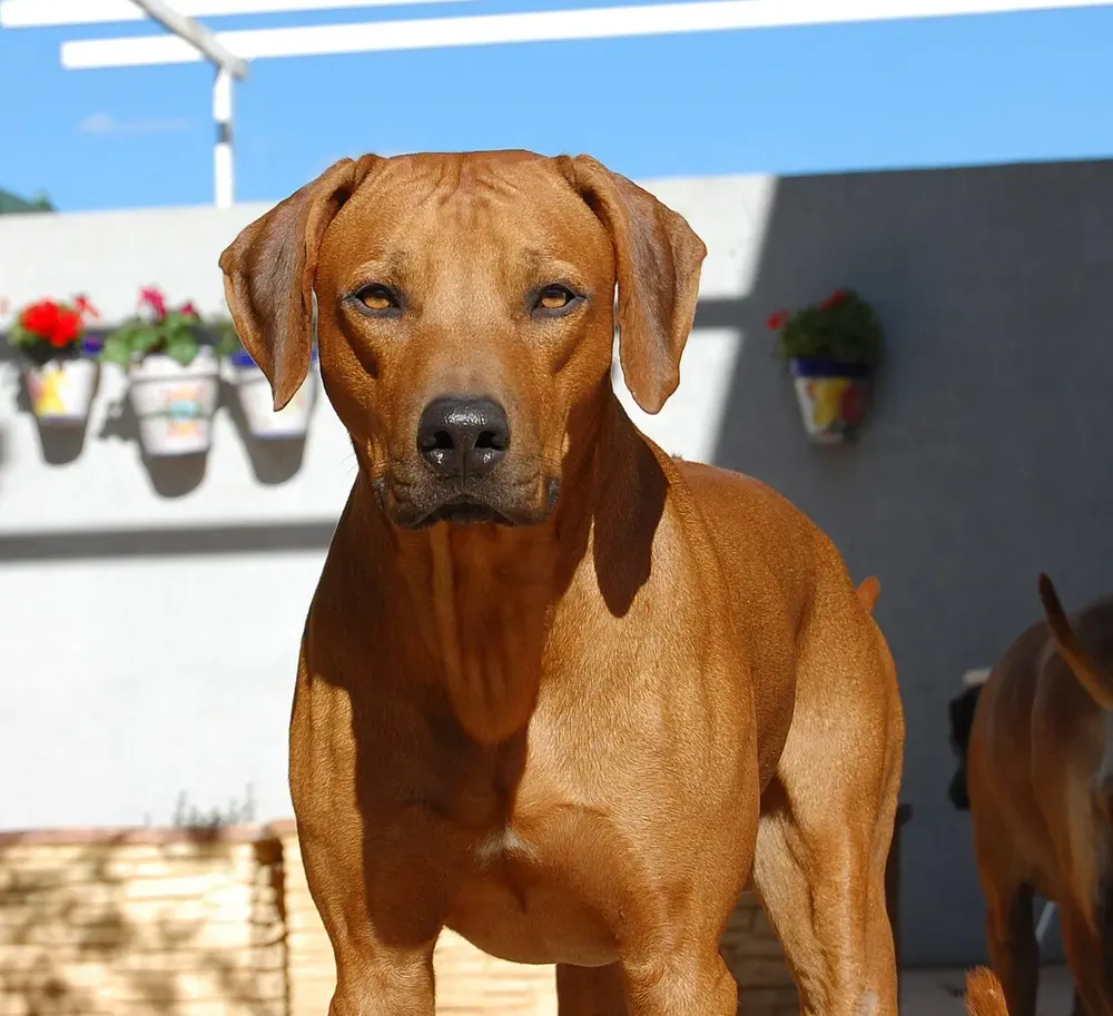 Rhodesian ridgeback: foto 5