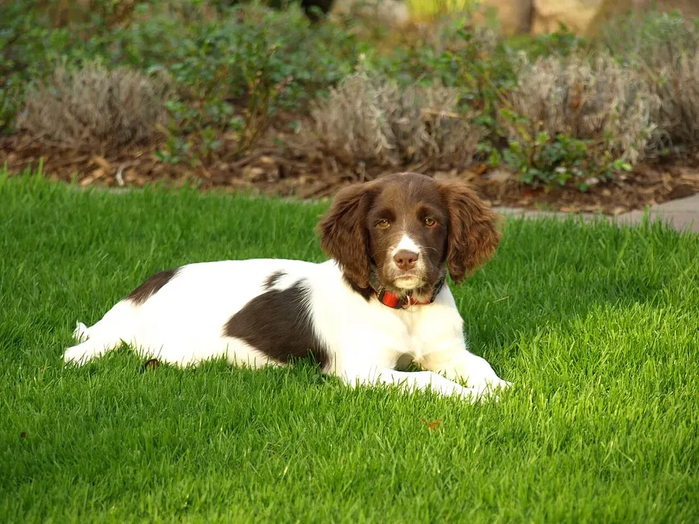 Pequeño Münsterländer: foto 5