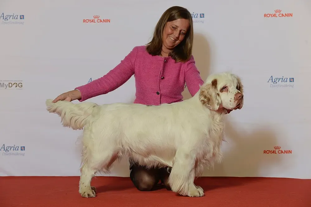 Clumber spaniel: foto 5