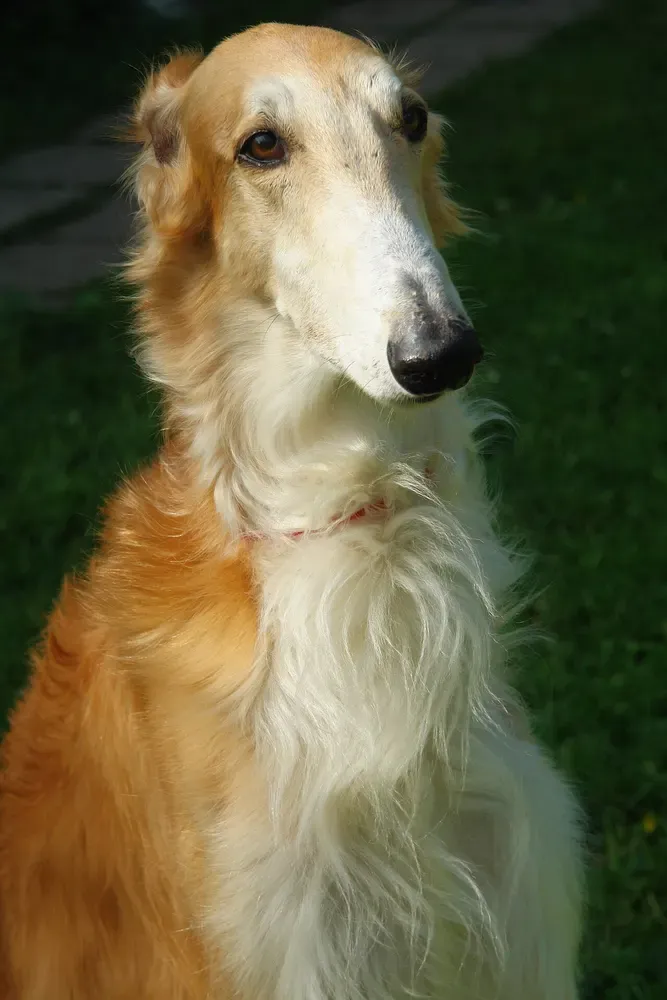 Borzoi (lebrel ruso): foto 5