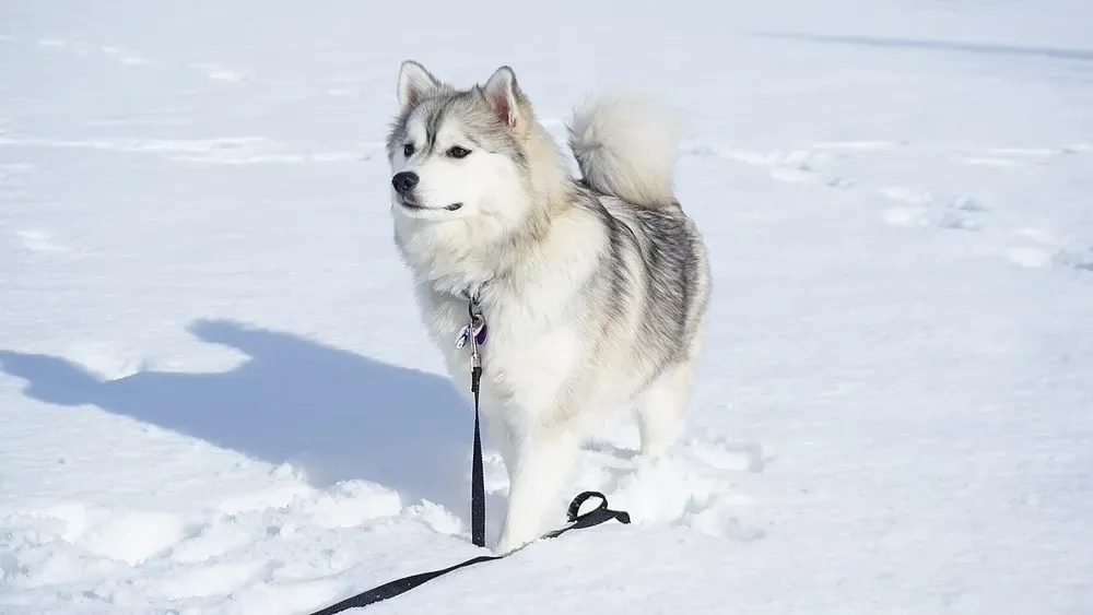 Pomsky: foto 5