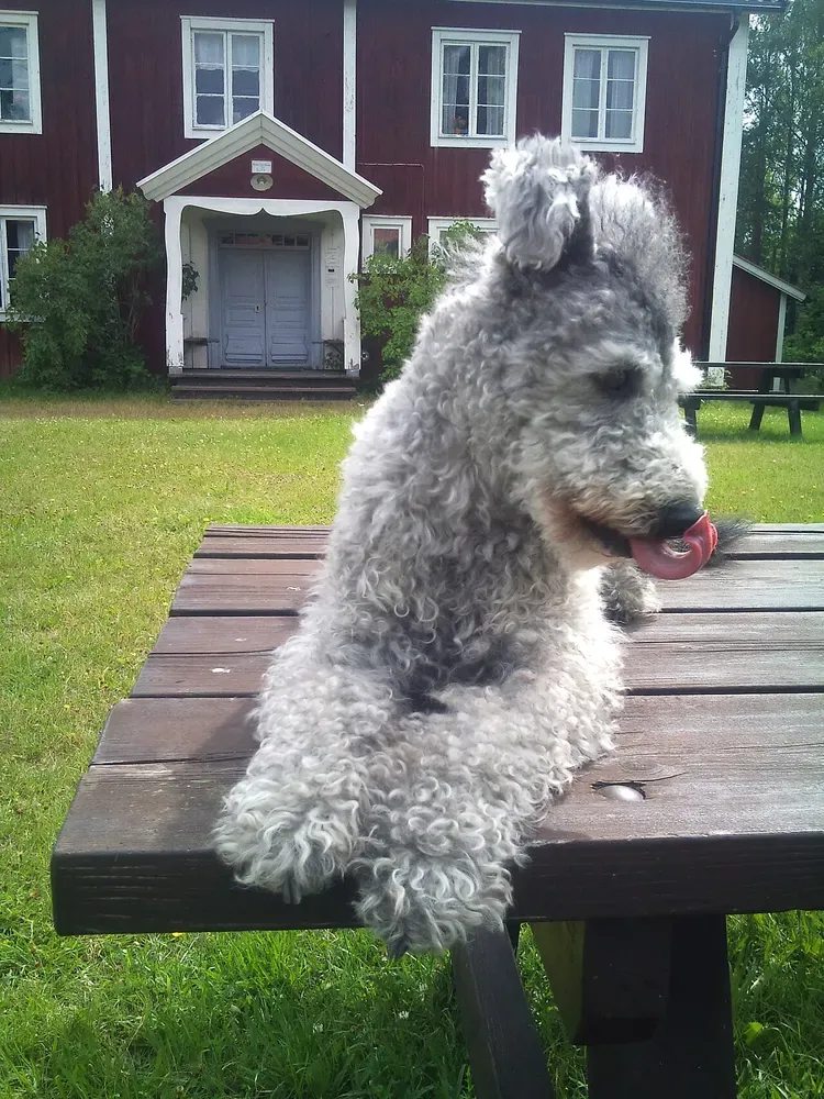 Pumi: foto 5