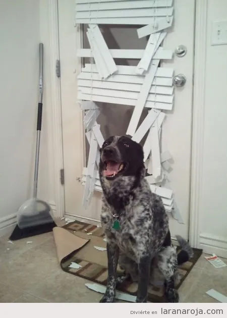 Perro con ansiedad por separación tras quedarse solo en casa