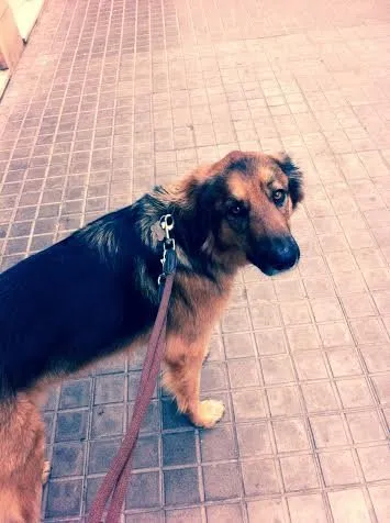 Perro tirando de la correa durante el paseo
