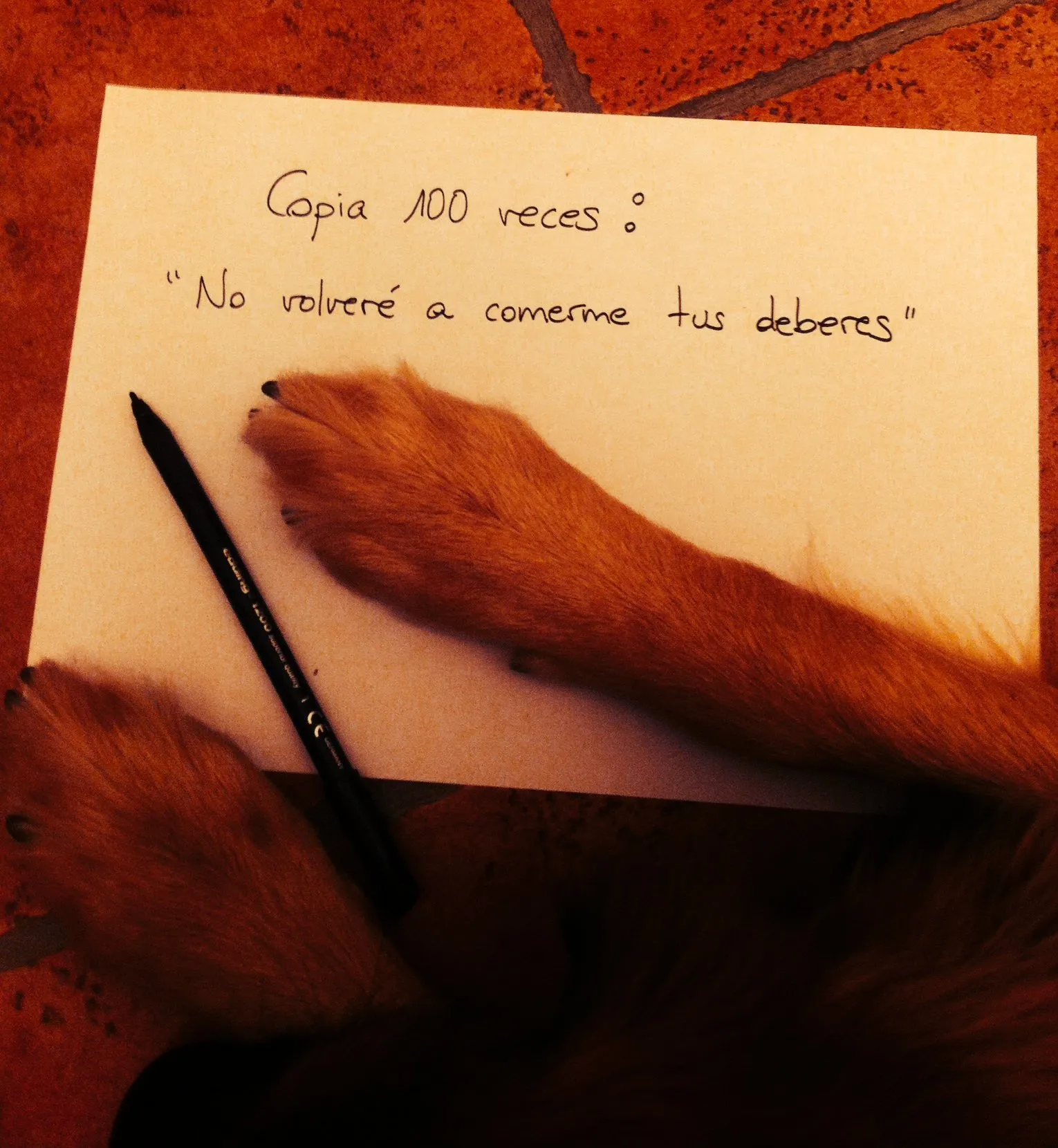 Castigo en perros