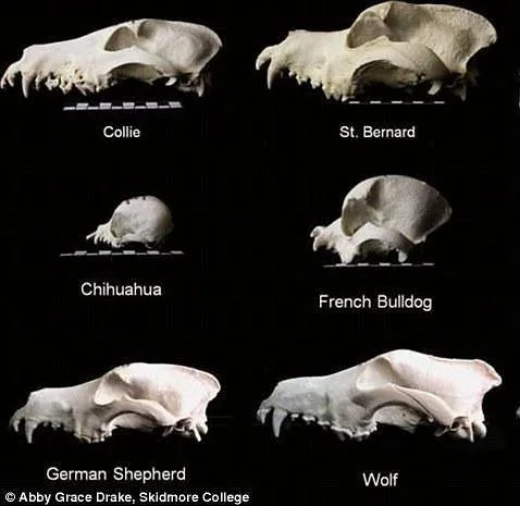Comparación entre un cráneo de perro y uno de lobo