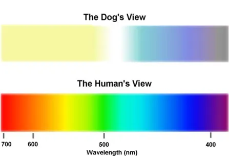Dog's view