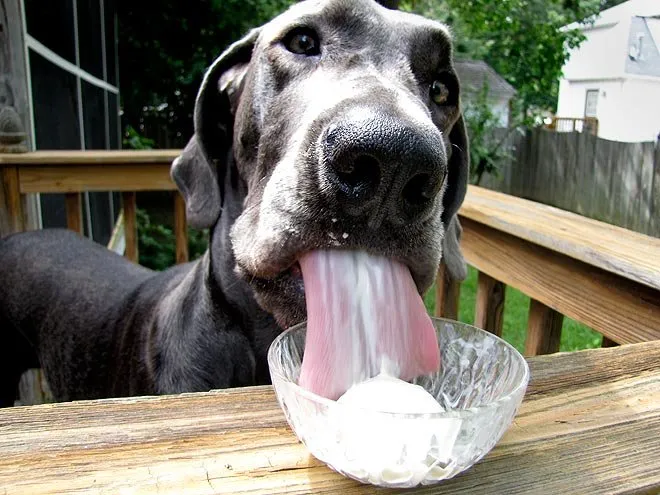 Polos caseros para perros con trocitos de comida congelados dentro