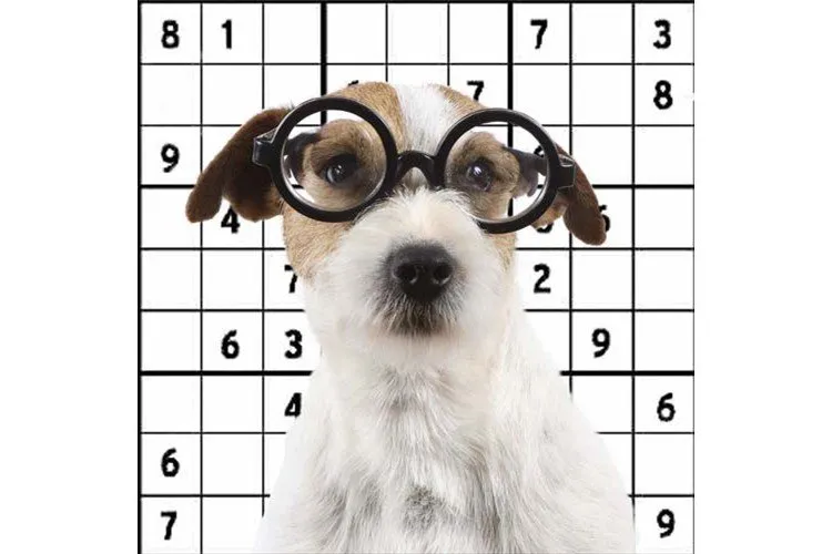 Juguetes interactivos para perros