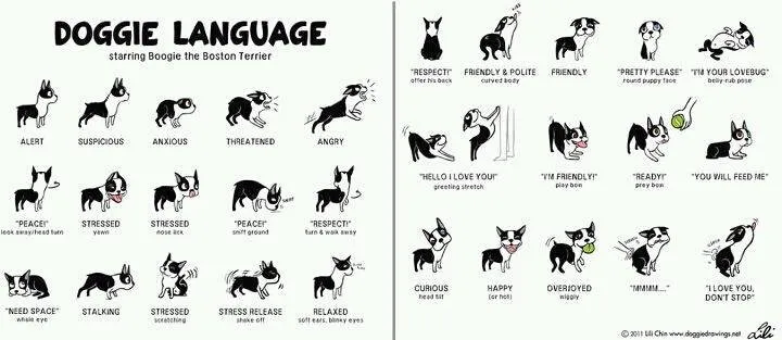 Infografía del lenguaje canino: posturas y expresiones del perro
