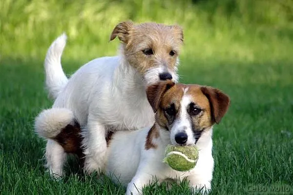 Un perro monta a otro durante una sesión de juego