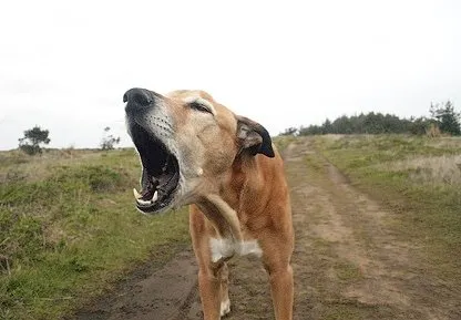 Solución-ladrido-perro