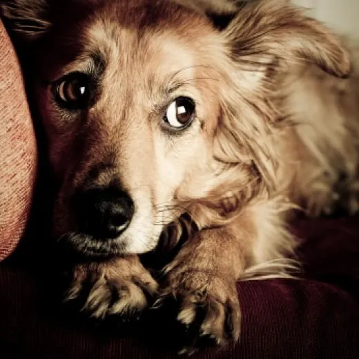 Perro con miedo, agazapado y con la cola entre las patas