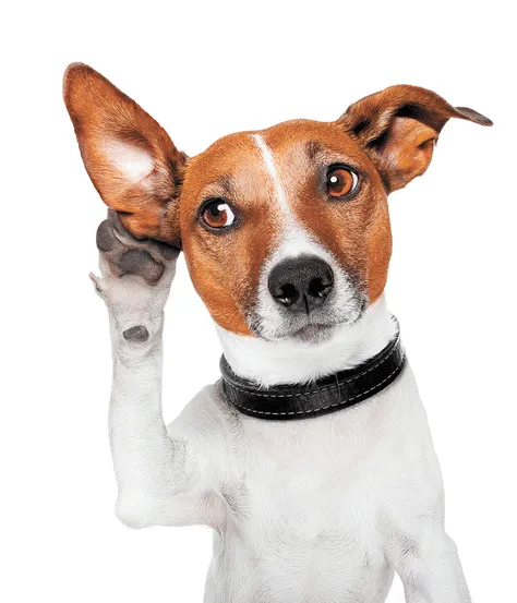 Perro oreja