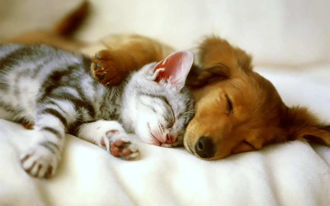 Un perro y un gato tumbados juntos y tranquilos en casa