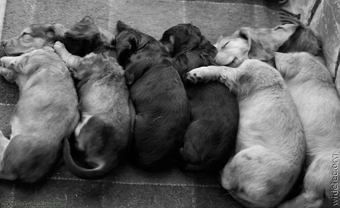 Varios cachorros juntos en una clase de socialización