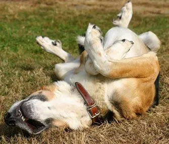 perros-revolcón-scent rolling
